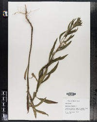 Oenothera biennis image