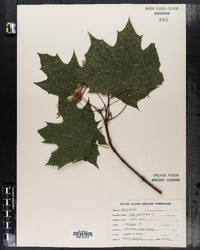 Acer platanoides image