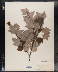 Acer rubrum image