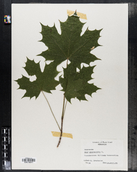 Acer platanoides image