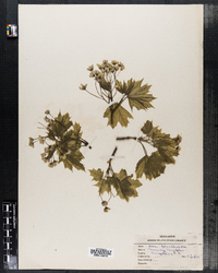 Acer platanoides image