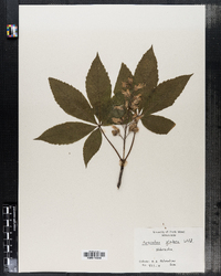 Aesculus glabra image