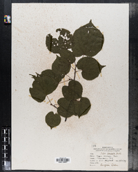 Tilia cordata image