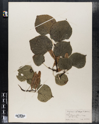 Tilia platyphyllos image