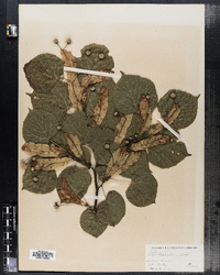 Tilia platyphyllos image