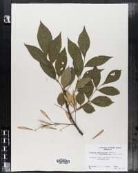 Fraxinus pennsylvanica image