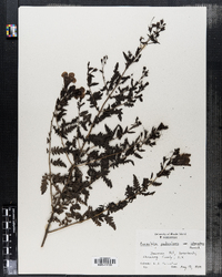 Image of Aureolaria pedicularis