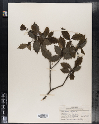 Ilex opaca image