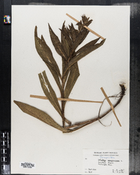 Solidago rugosa image