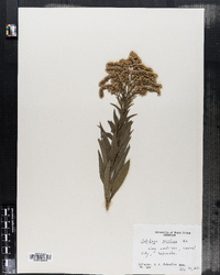 Solidago gigantea image