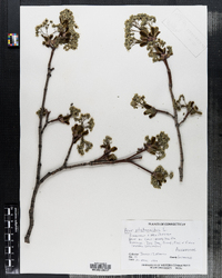 Acer platanoides image