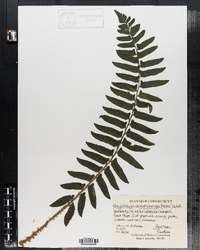 Polystichum acrostichoides image