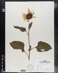 Helianthus annuus image