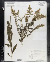 Solidago rugosa image