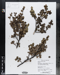 Image of Betula rotundifolia