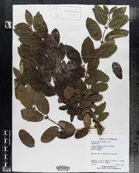 Image of Lonicera altaica