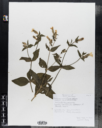 Silene latifolia image