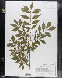 Euonymus alatus image