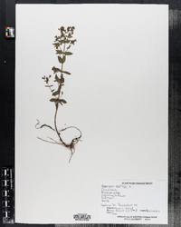 Hypericum mutilum image