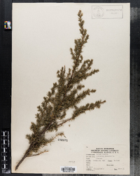 Juniperus communis image