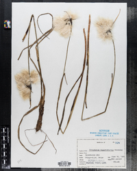 Eriophorum angustifolium image