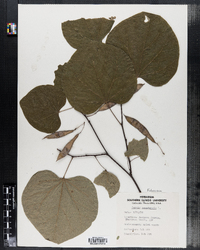 Cercis canadensis image