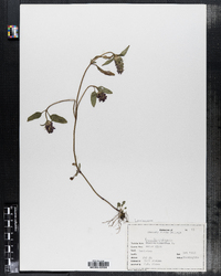 Prunella vulgaris image