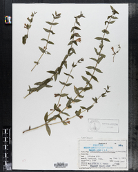 Scutellaria galericulata image