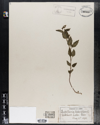 Scutellaria lateriflora image