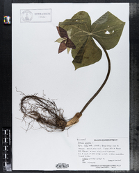 Trillium erectum image