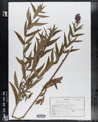 Lythrum salicaria image