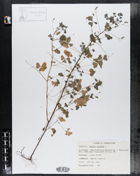 Oxalis stricta image