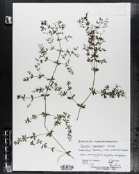 Galium asprellum image