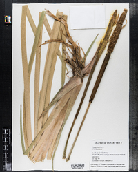 Typha latifolia image