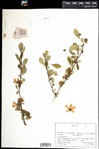 Chaenomeles speciosa image