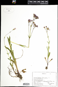 Lychnis flos-cuculi image