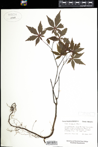 Acer palmatum image