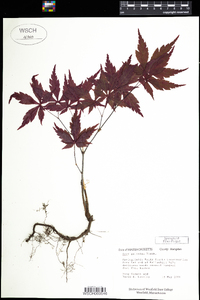 Acer palmatum image