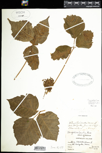 Toxicodendron radicans image