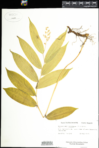 Maianthemum racemosum image