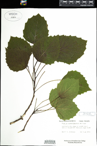 Populus grandidentata image