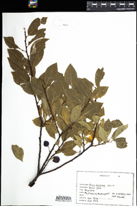 Prunus maritima image