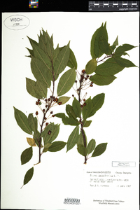 Prunus pensylvanica image