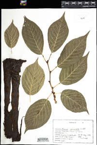 Prunus serrulata image