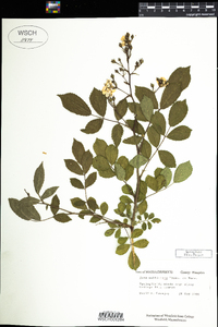 Rosa multiflora image