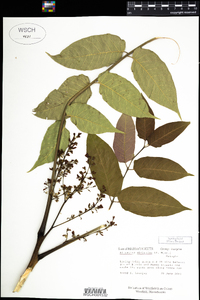 Ailanthus altissima image