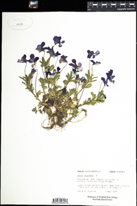 Viola bernardii image
