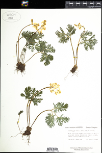 Dicentra cucullaria image