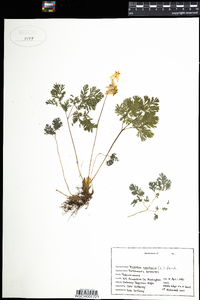 Dicentra cucullaria image