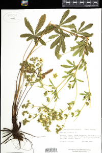 Potentilla recta image